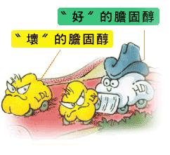 膽固醇.jpg